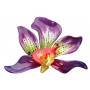 Purple Orchid