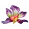Purple Orchid