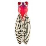 Cicada